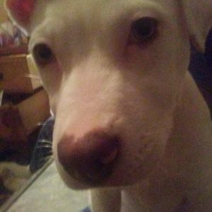 Meet your Posher, Lance